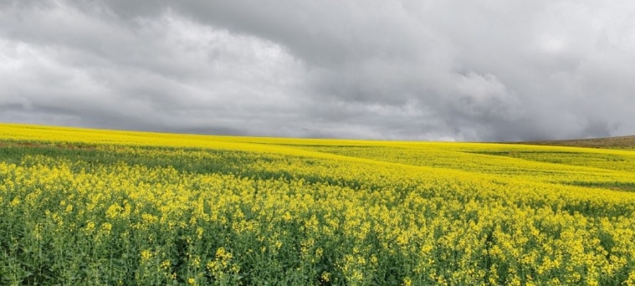 0 Bedroom Property for Sale in Caledon Western Cape